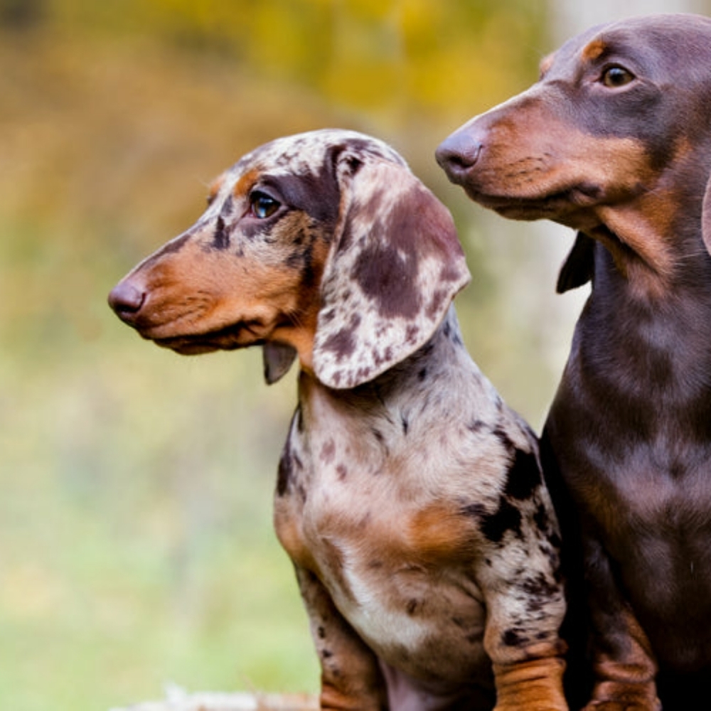 Meet your Posher, Leslie